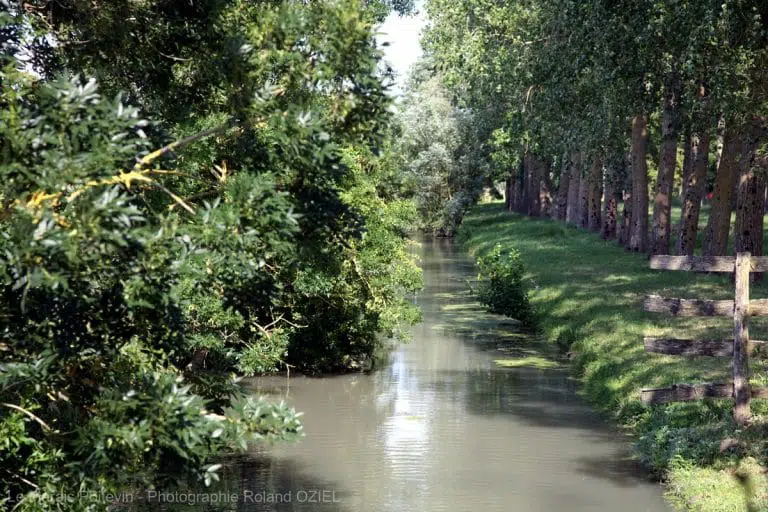 Rivière bordée d'arbres et de végétation luxuriante.